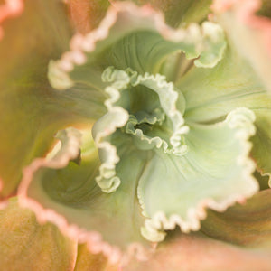 Bushes & Succulents, by Mona Kuhn