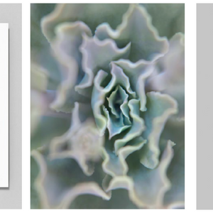 Bushes & Succulents, by Mona Kuhn